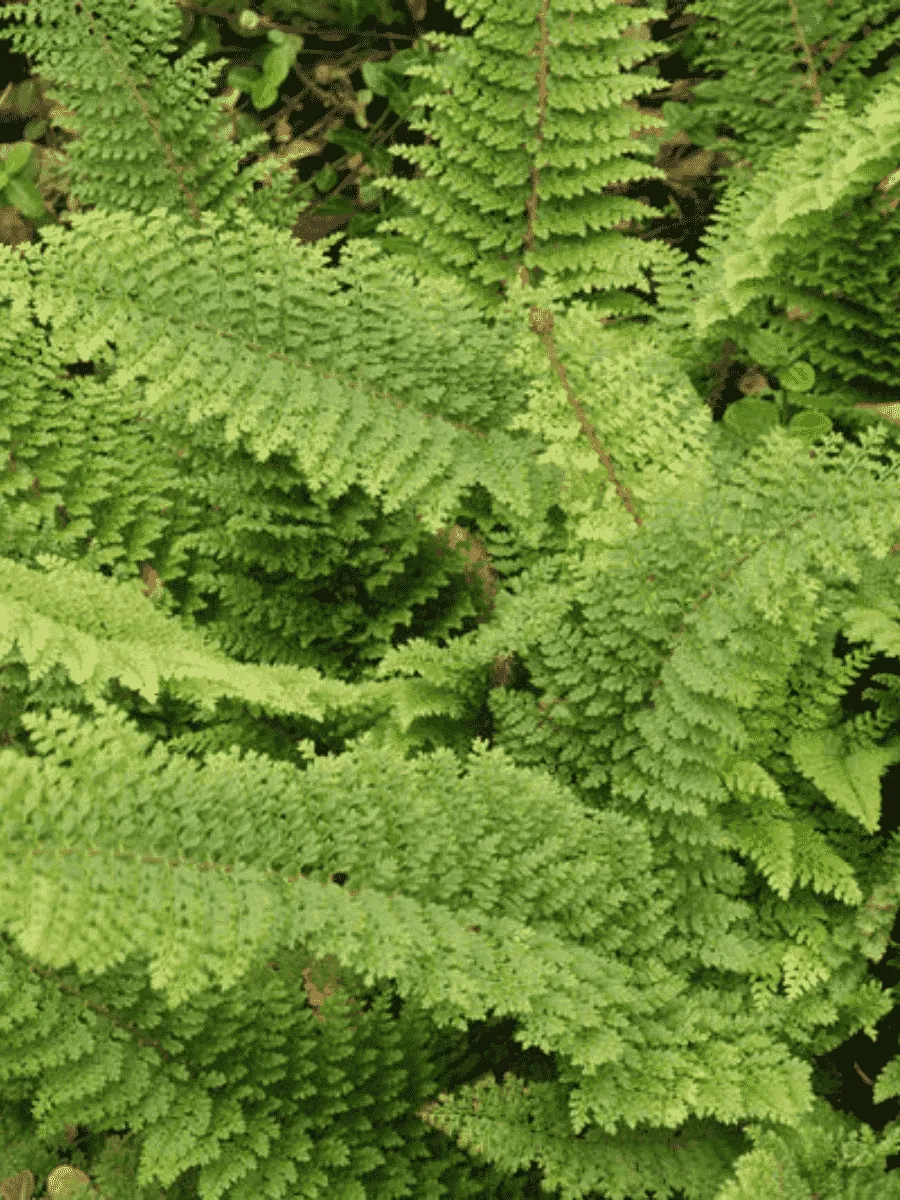 Многорядник щетинковый Plumoso-Densum