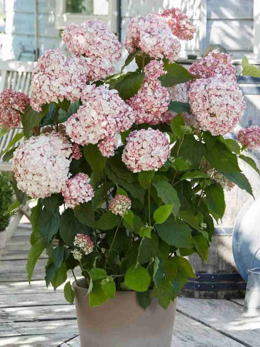 Гортензия древовидная Candybelle Lollypop