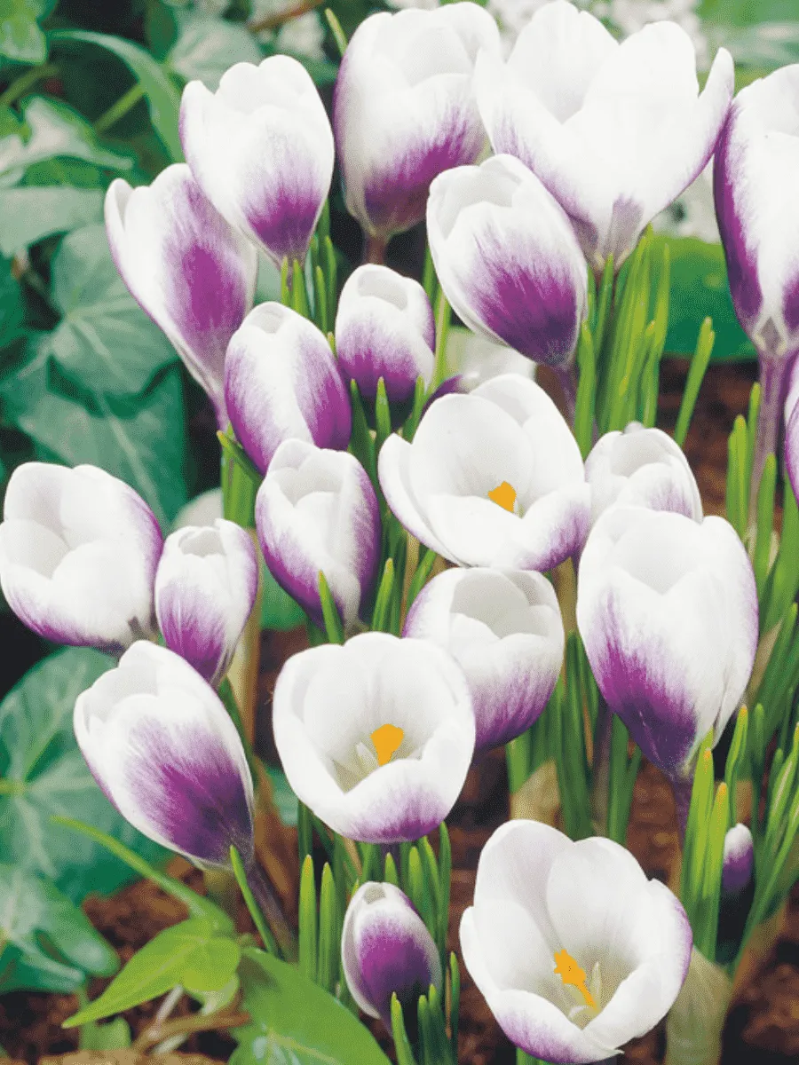 Крокус Ботанический Prins Claus Крокус Ботанический Prins Claus