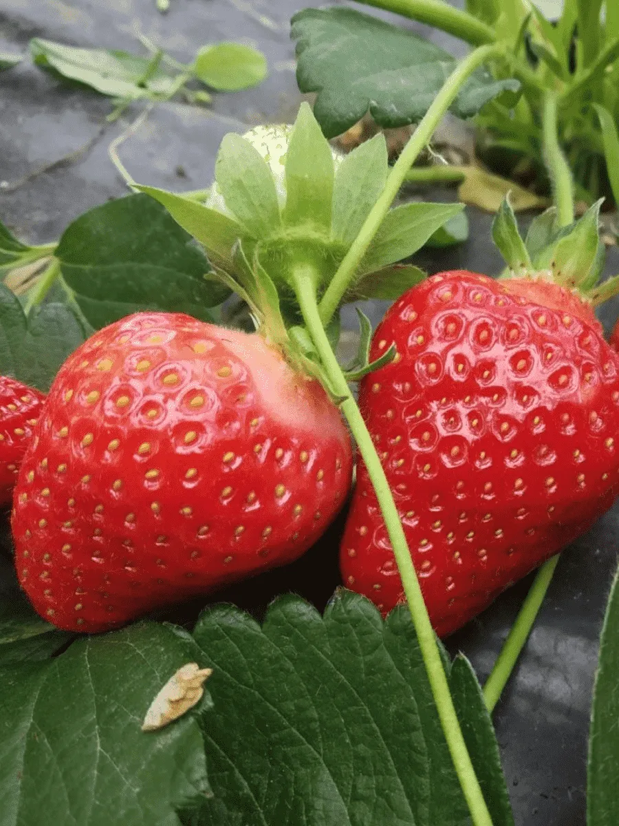 Земляника садовая San Andreas Земляника садовая San Andreas