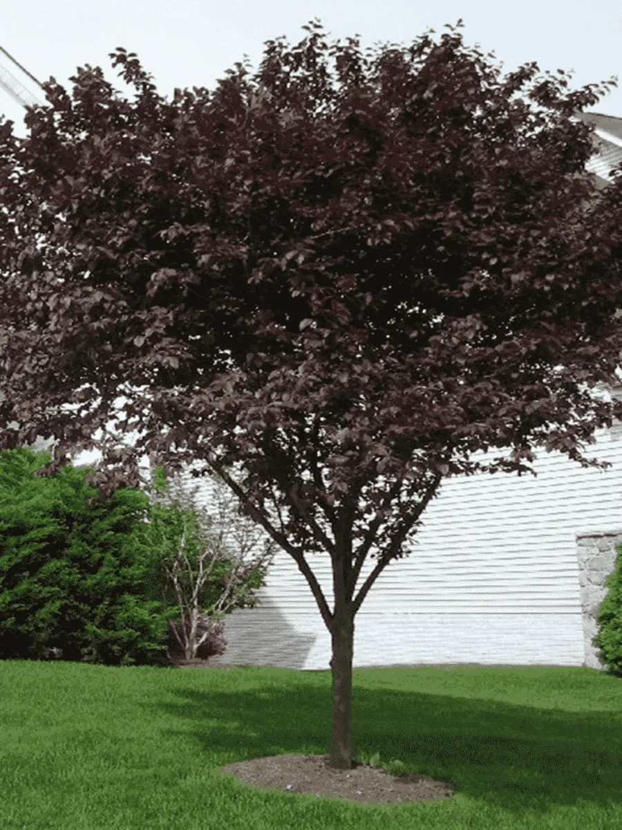 Слива растопыренная Nigra Слива растопыренная Nigra