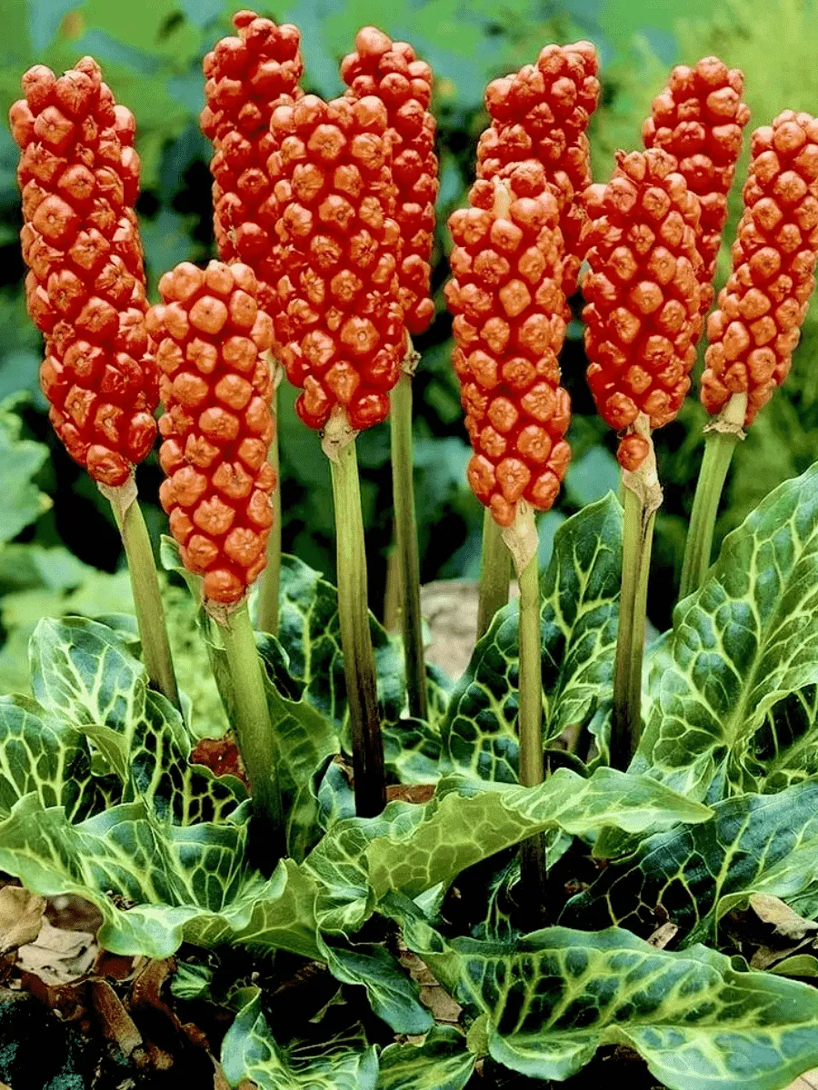 Аронник итальянский