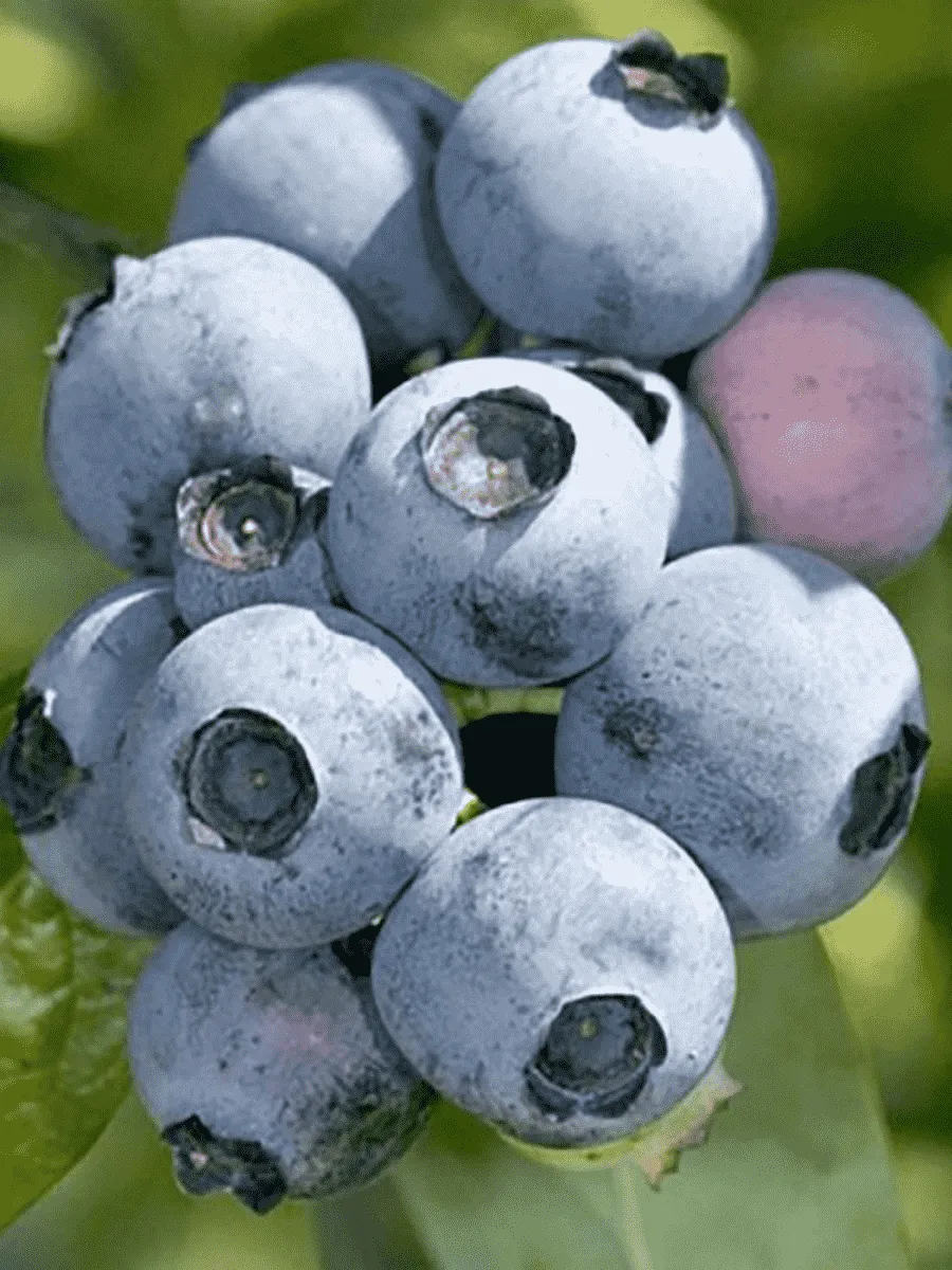 Голубика высокорослая Bonifacy Голубика высокорослая Bonifacy