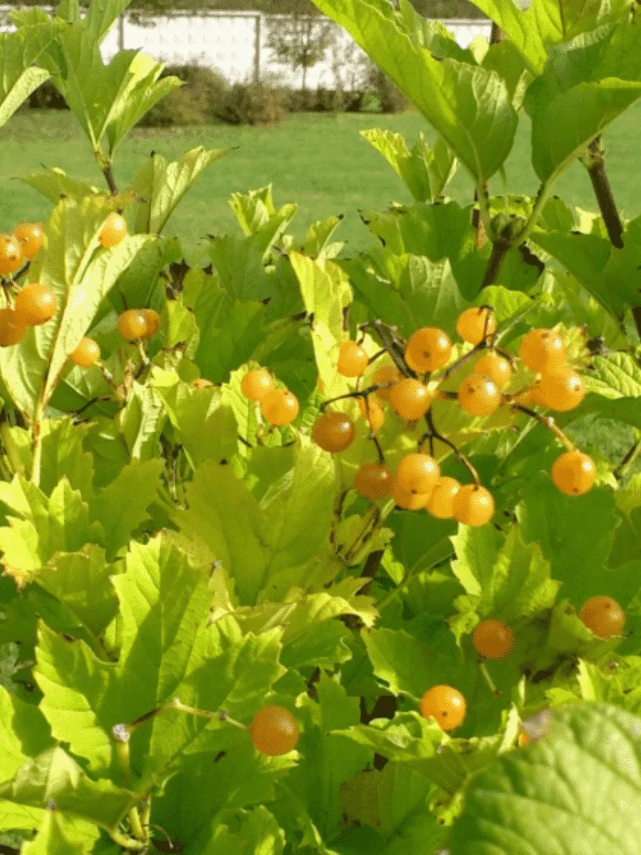 Калина съедобная Xanthocarpum Калина съедобная Xanthocarpum