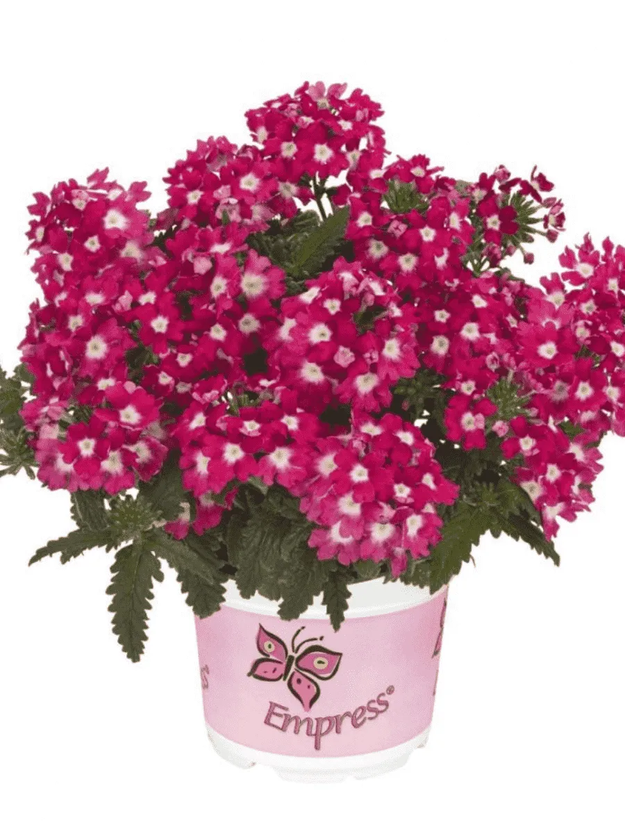 Вербена Empress Flair Cherry Charme
