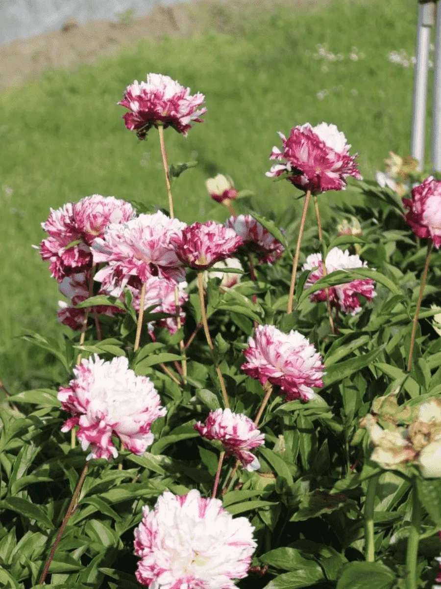 Пион Молочноцветковый Kirinmaru