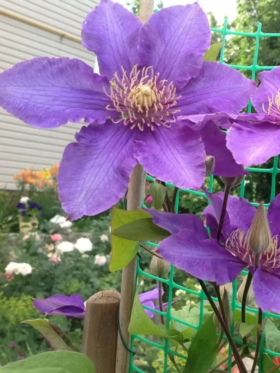 Клематис гибридный Beata