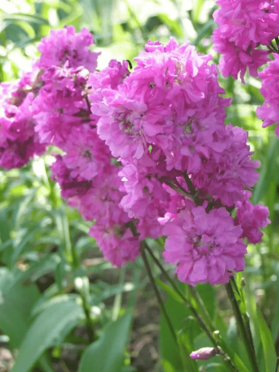 Лихнис альпийский Magenta Лихнис альпийский Magenta