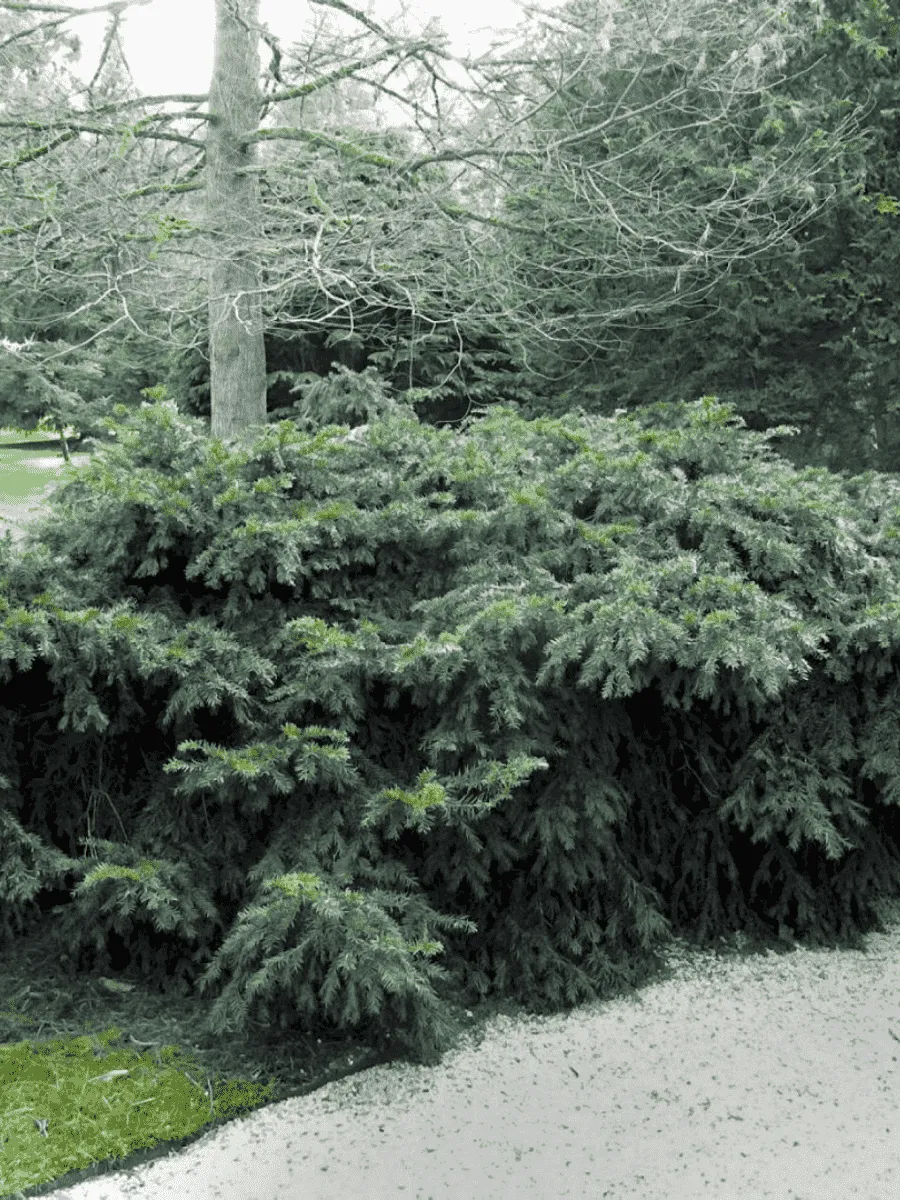 Тисс ягодный Repandens Тисс ягодный Repandens