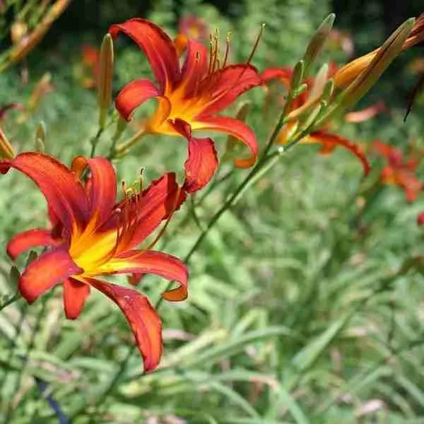 Лилейник Sammy Russell