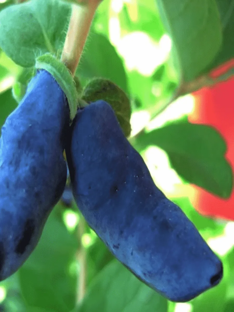 Жимолость плодовая Богатырь Жимолость плодовая Богатырь