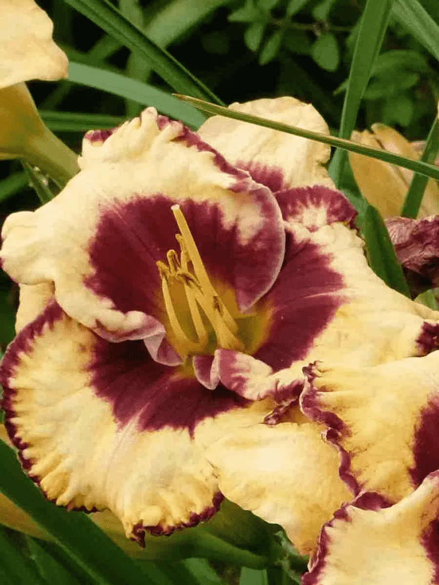 Лилейник Open my Eyes