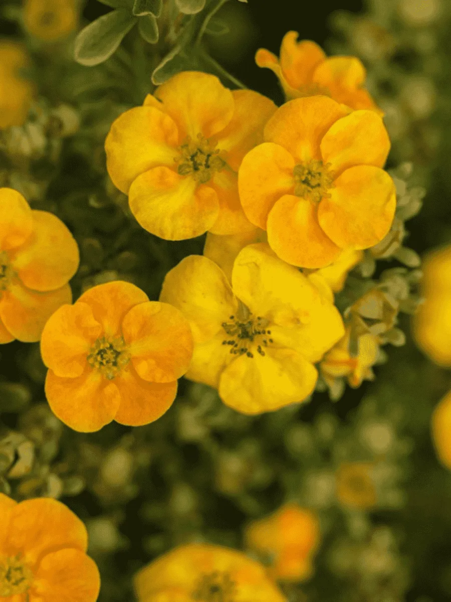 Лапчатка кустарниковая Mango Tango Лапчатка кустарниковая Mango Tango