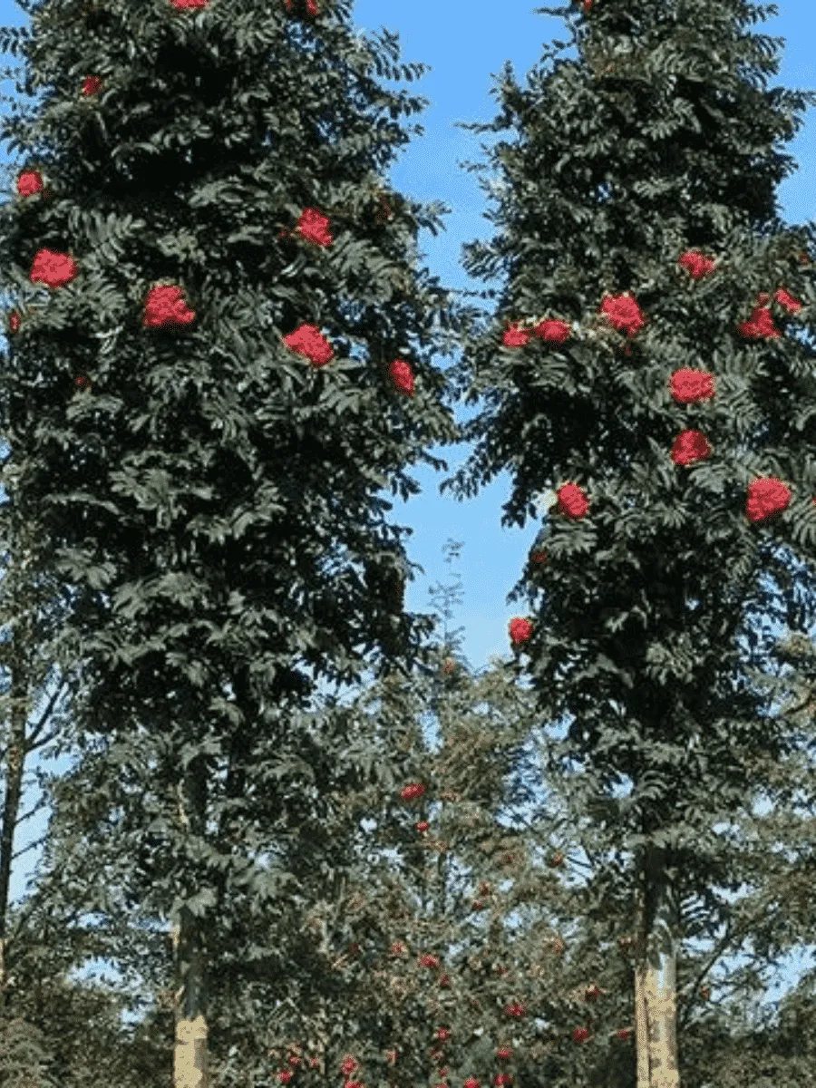 Рябина сладкоплодная Shearwater Рябина сладкоплодная Shearwater