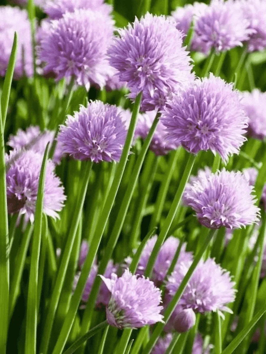 Лук  Шнитт Лук  Шнитт