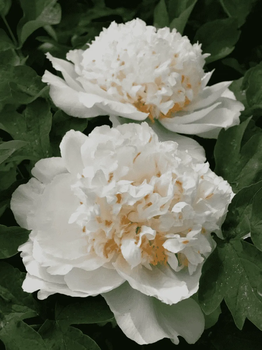 Пион древовидный Gold Cinnamon Floats Fragrance