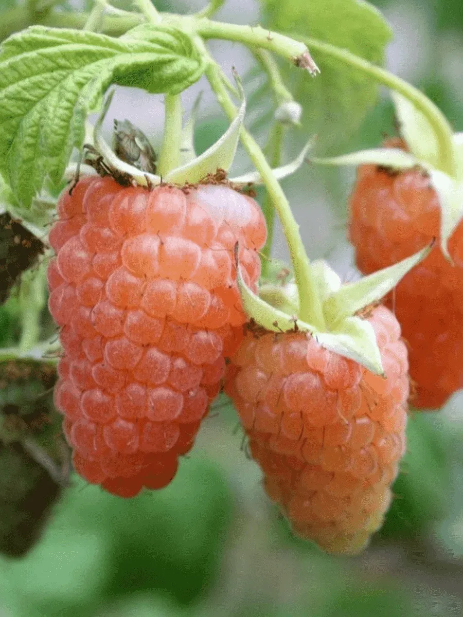 Малина обыкновенная Светлогор