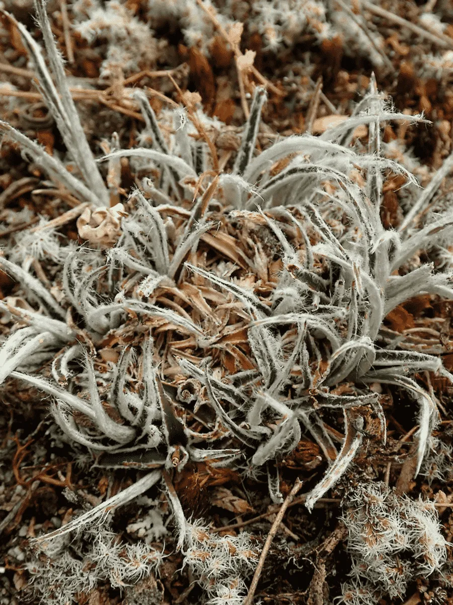 Ожика улофиловая Ожика улофиловая
