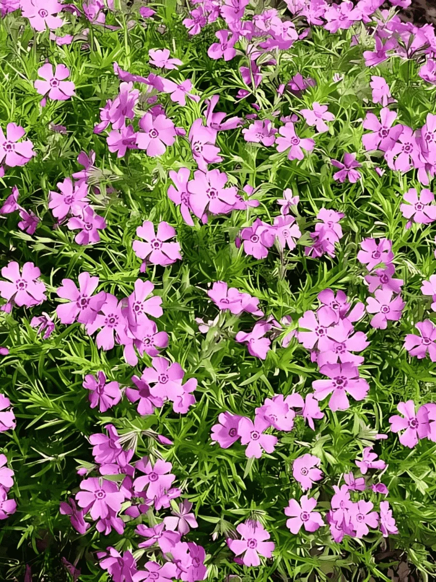 Флокс шиловидный Fabulous Rose