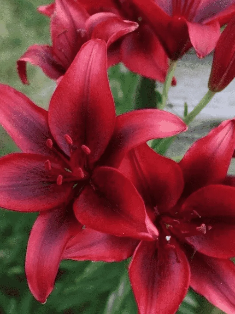 Лилия Bald Eagle