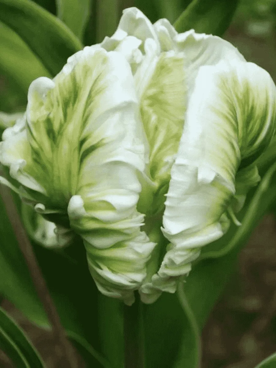 Тюльпан попугайный White Parrot