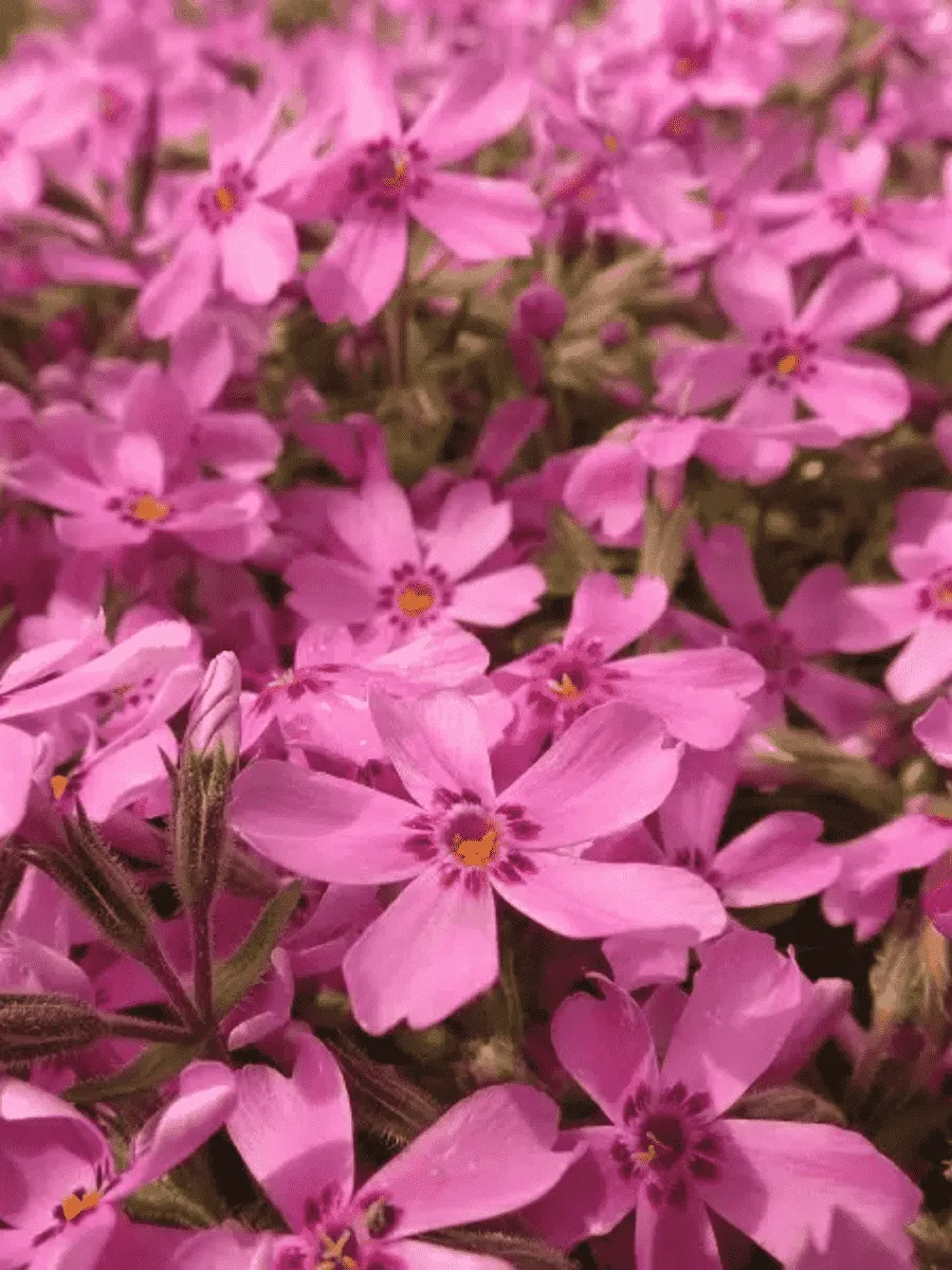 Флокс шиловидный Nettleton variation