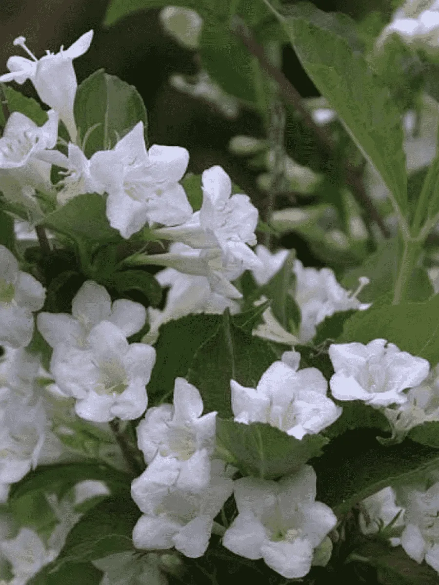 Вейгела цветущая Snowflake Вейгела цветущая Snowflake