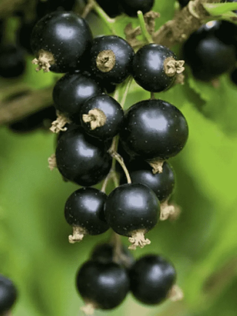 Смородина черная Орловская серенада Смородина черная Орловская серенада