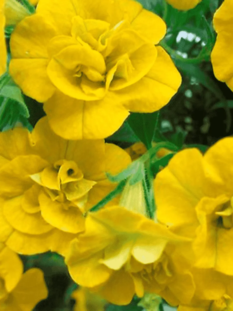 Калибрахоа махровая M.F. Neo Double Yellow