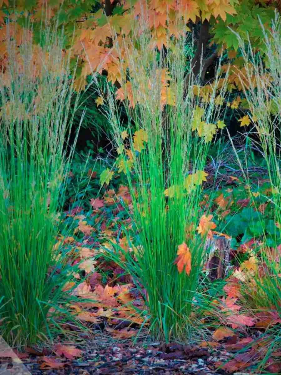 Молиния голубая Torch