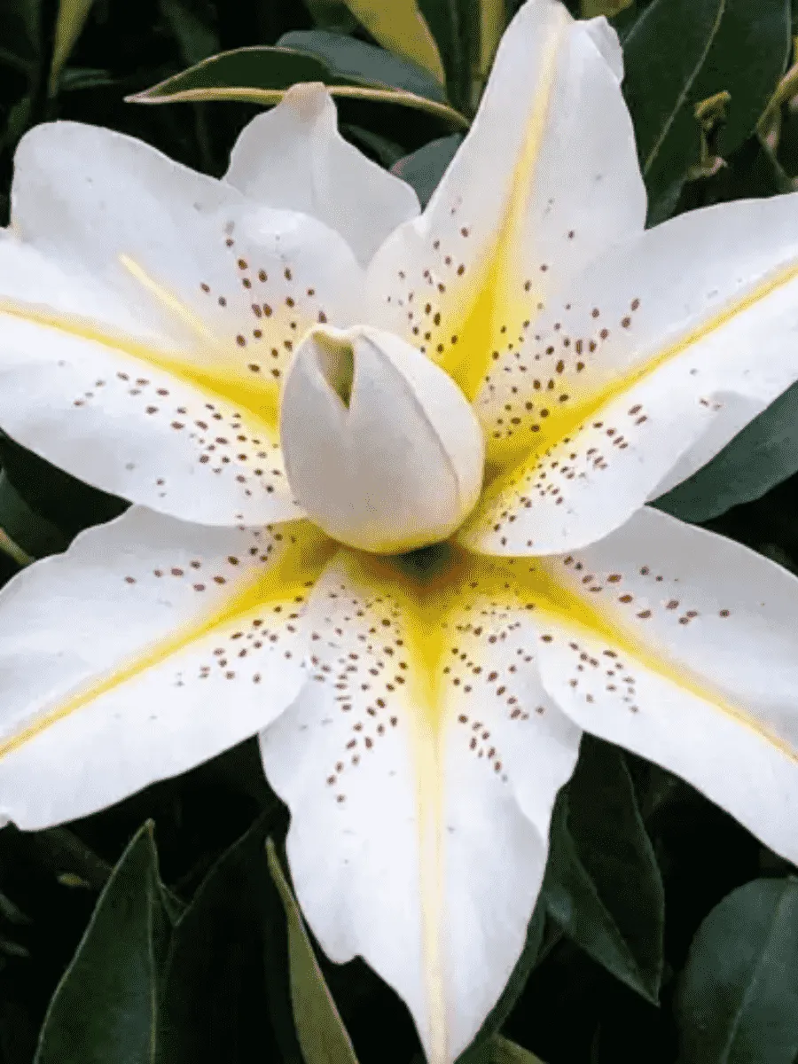 Лилия Roselily Zeta