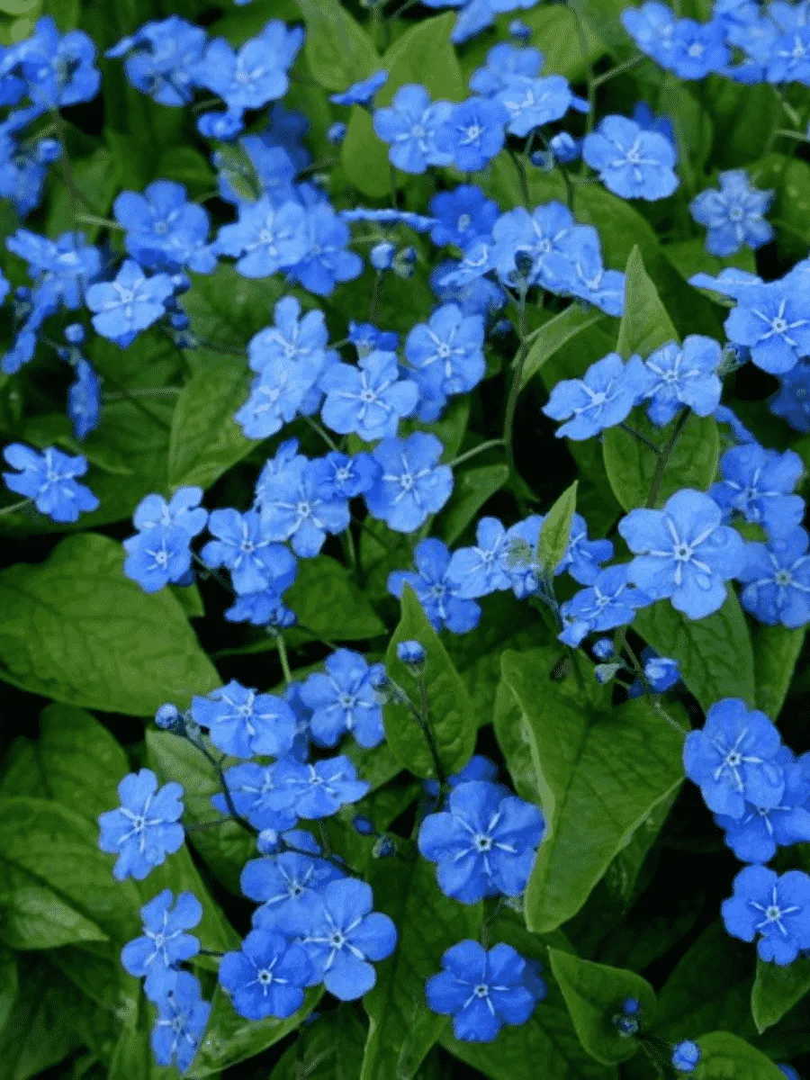 Пупочник Пупочник