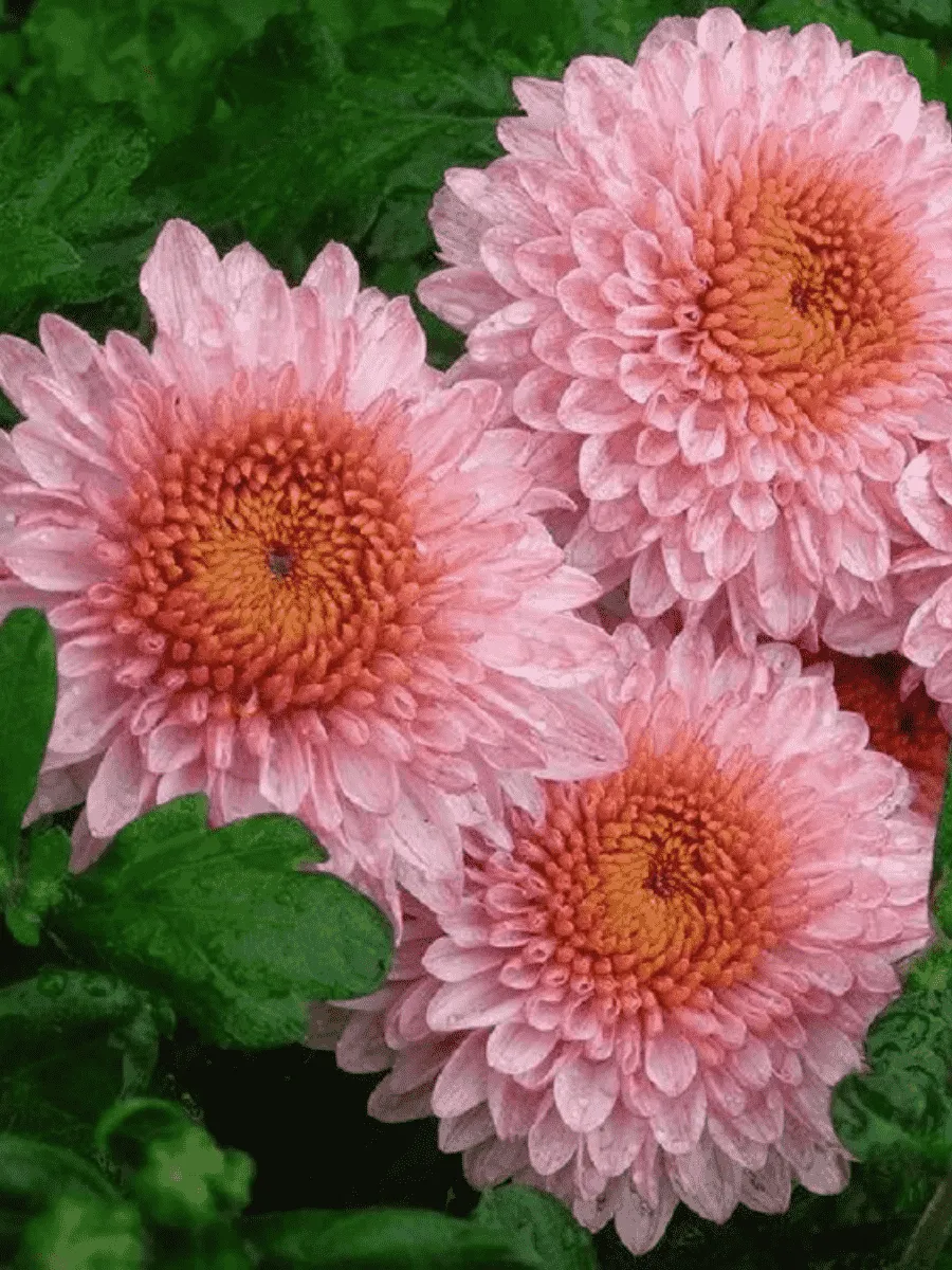 Хризантема мелкоцветковая Blenda Pink Хризантема мелкоцветковая Blenda Pink