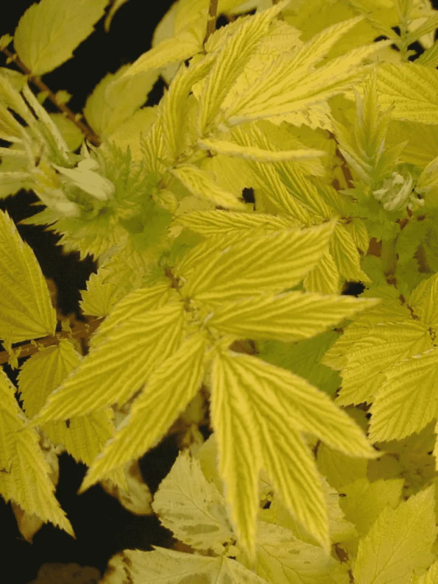 Лабазник вязолистный Aurea Лабазник вязолистный Aurea