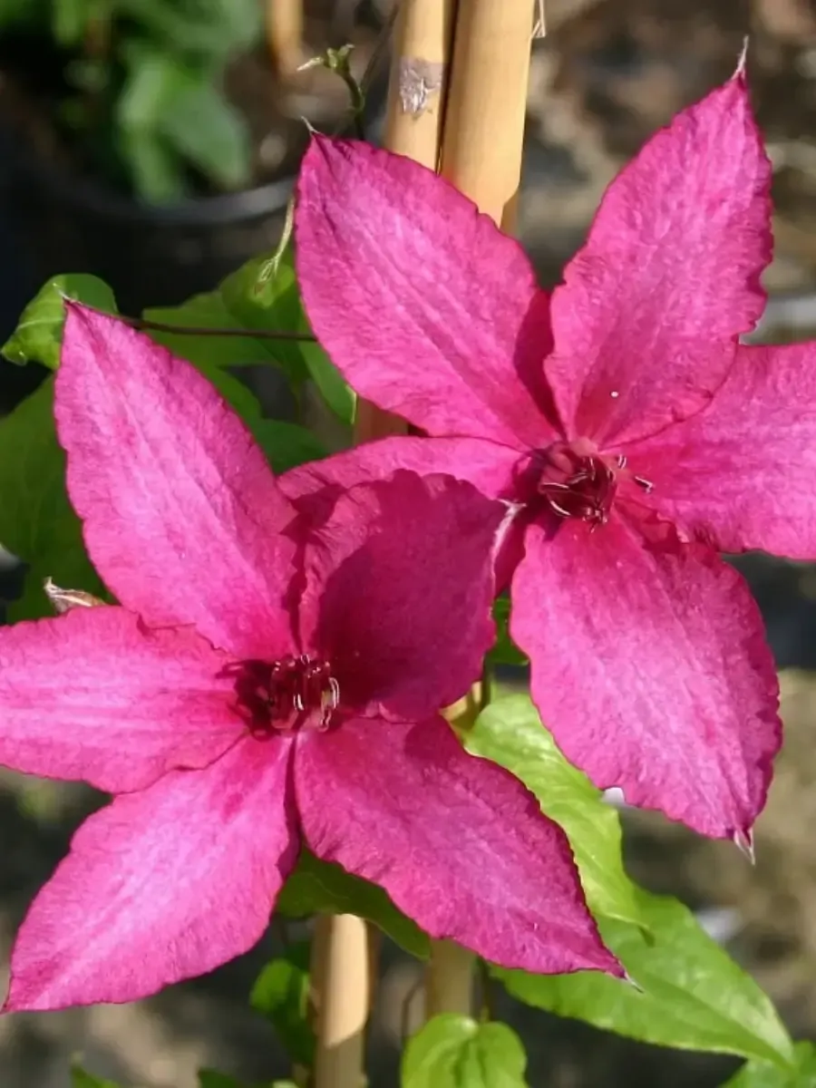 Клематис Barbara Клематис Barbara