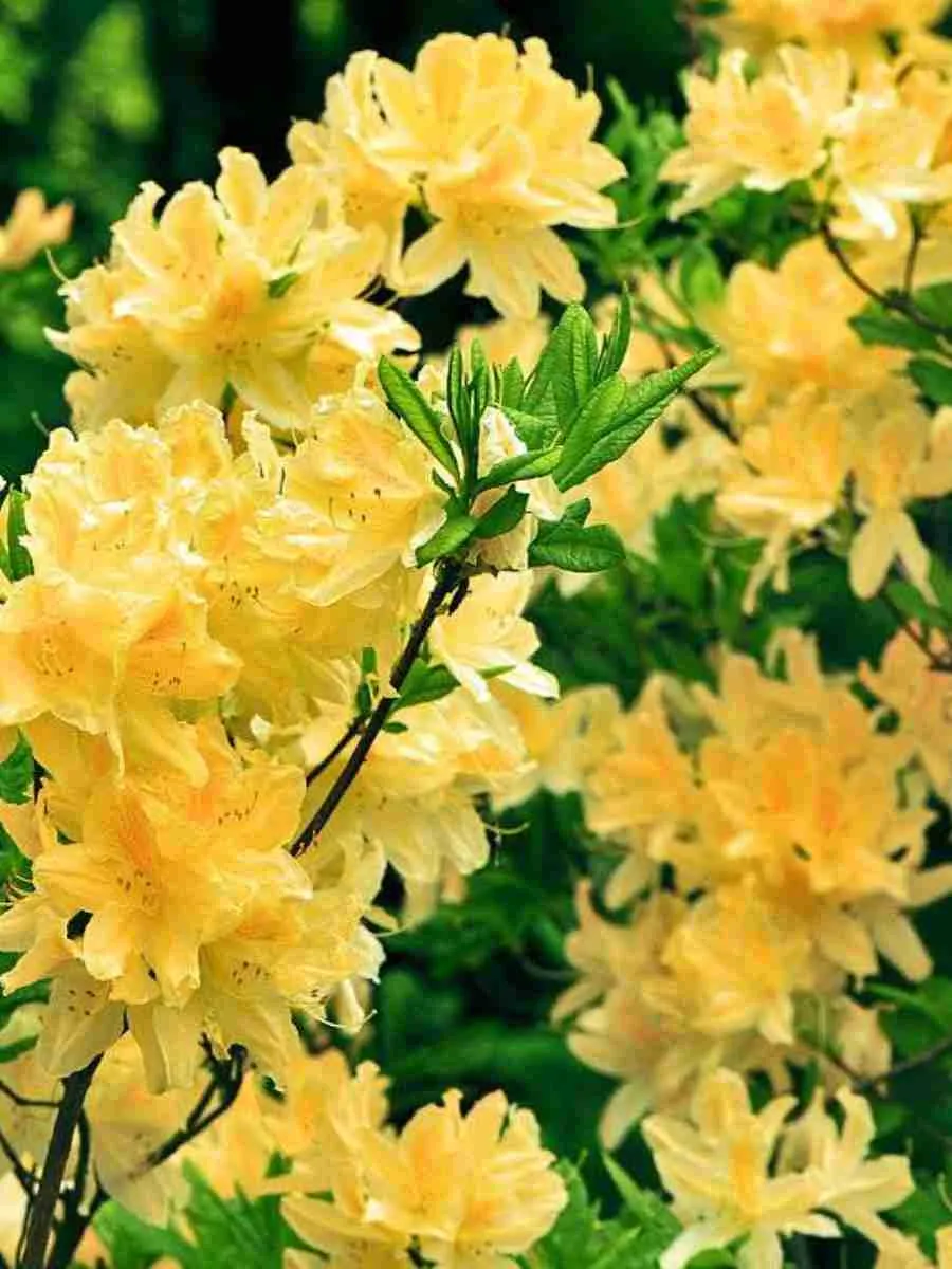 Азалия крупноцветковая Yellow Pom Pom Азалия крупноцветковая Yellow Pom Pom