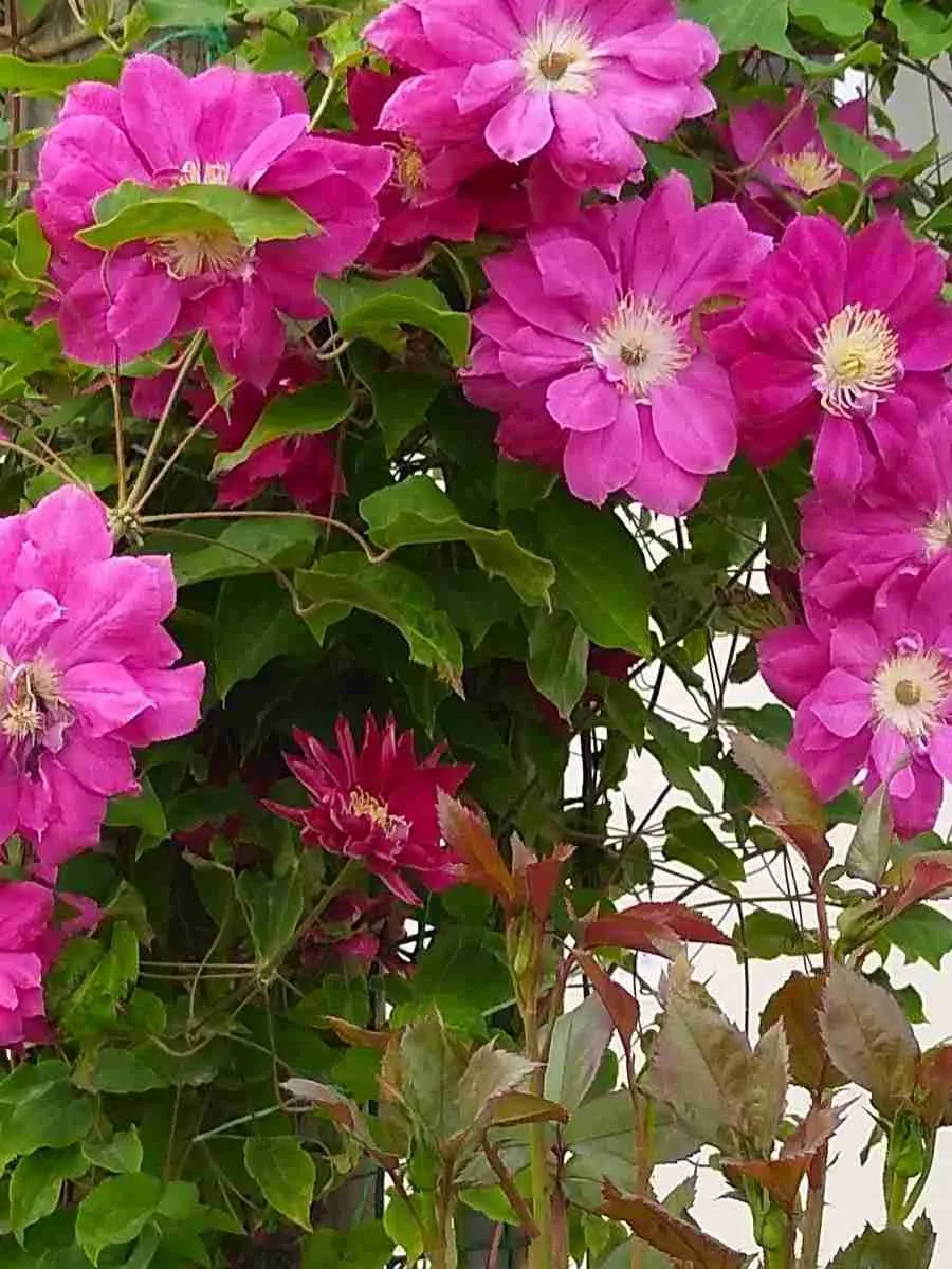 Клематис гибридный Red Star