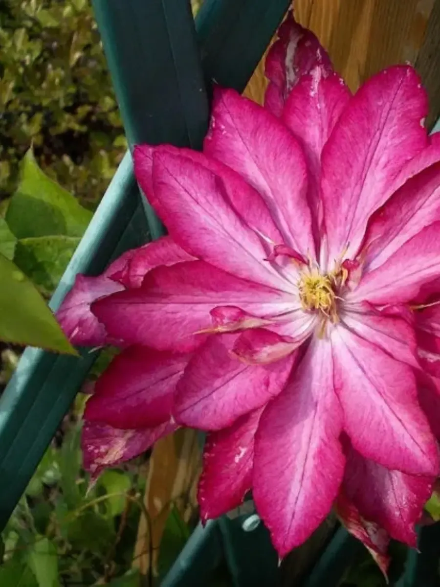 Клематис гибридный Kaen