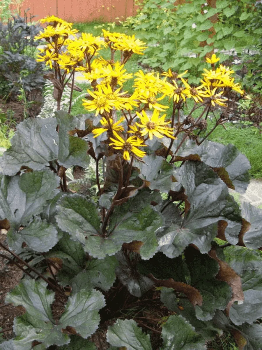 Бузульник зубчатый Othello