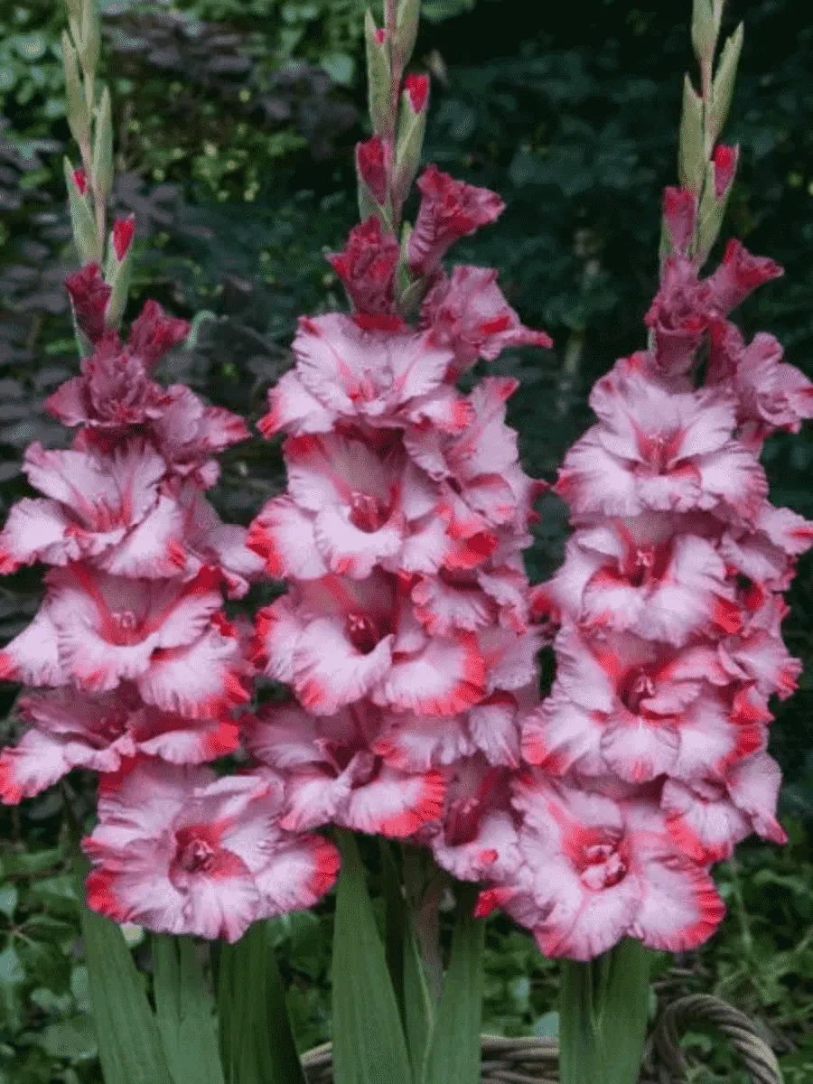 Гладиолус Greyhound