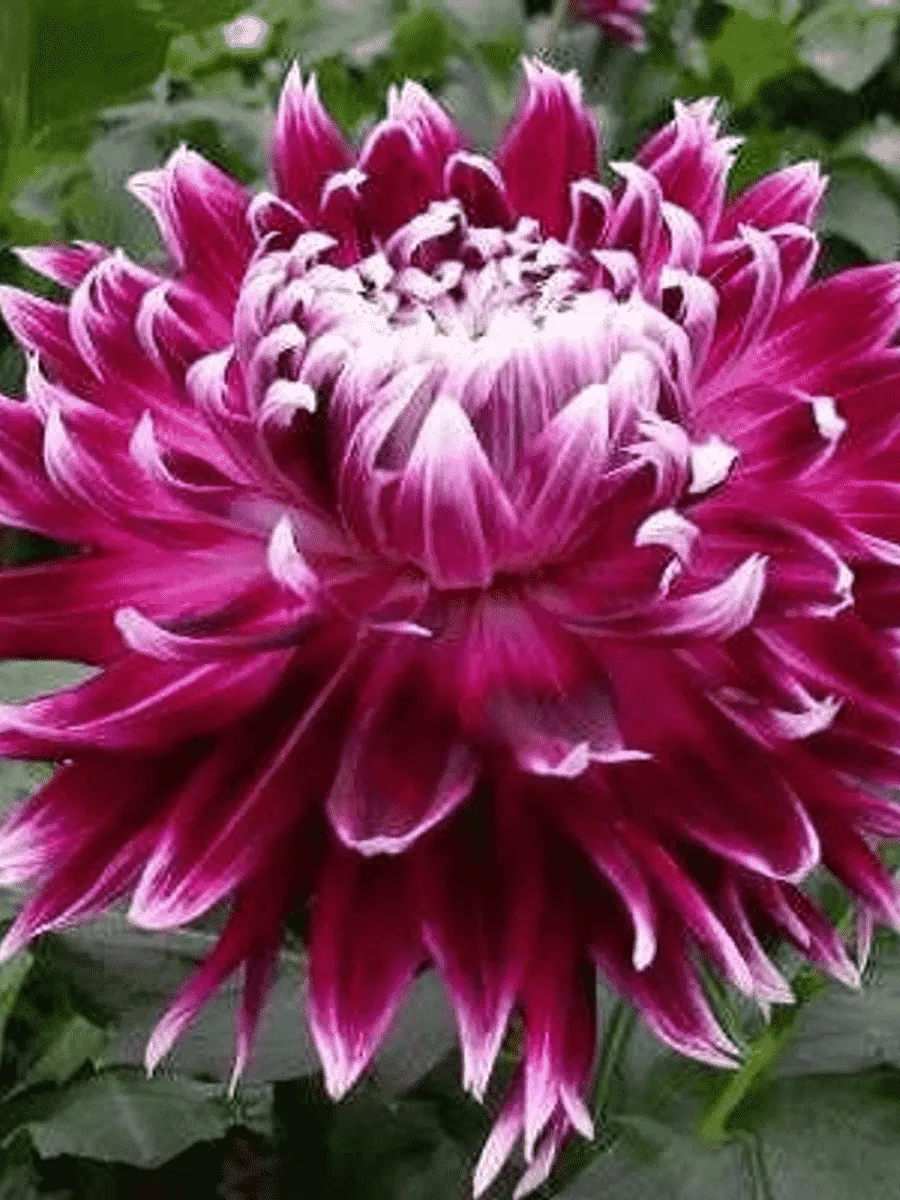 Георгина Vancouver