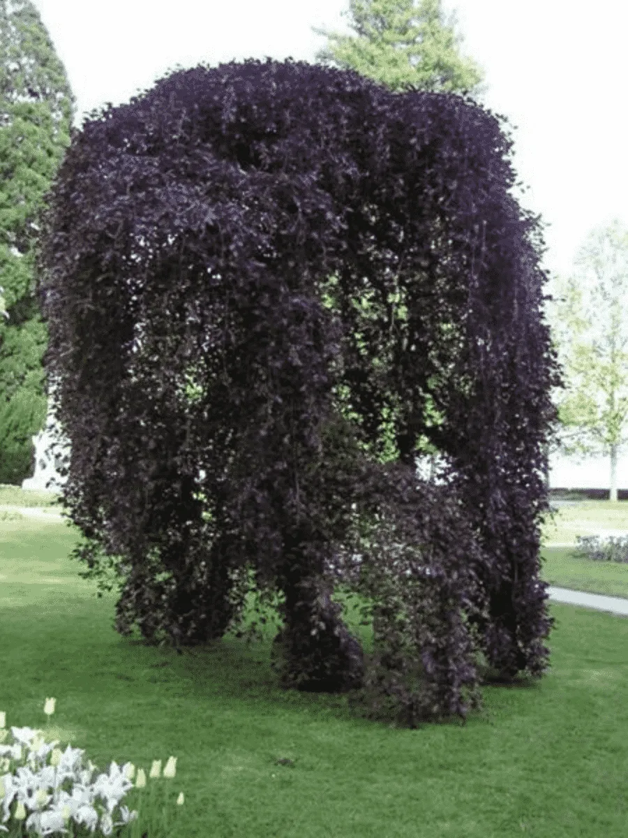 Береза повислая Purpurea Береза повислая Purpurea