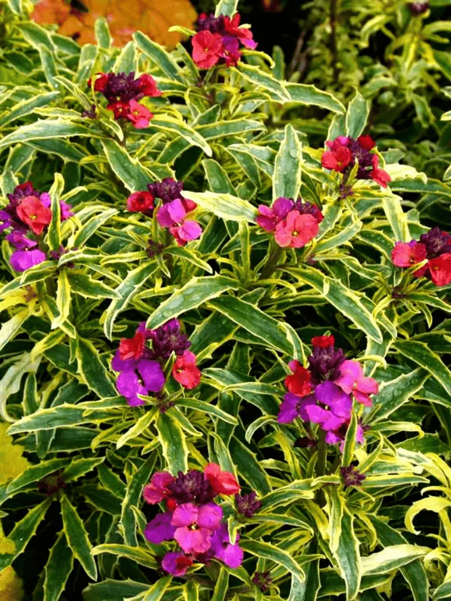 Желтушник льнолистный Variegatum