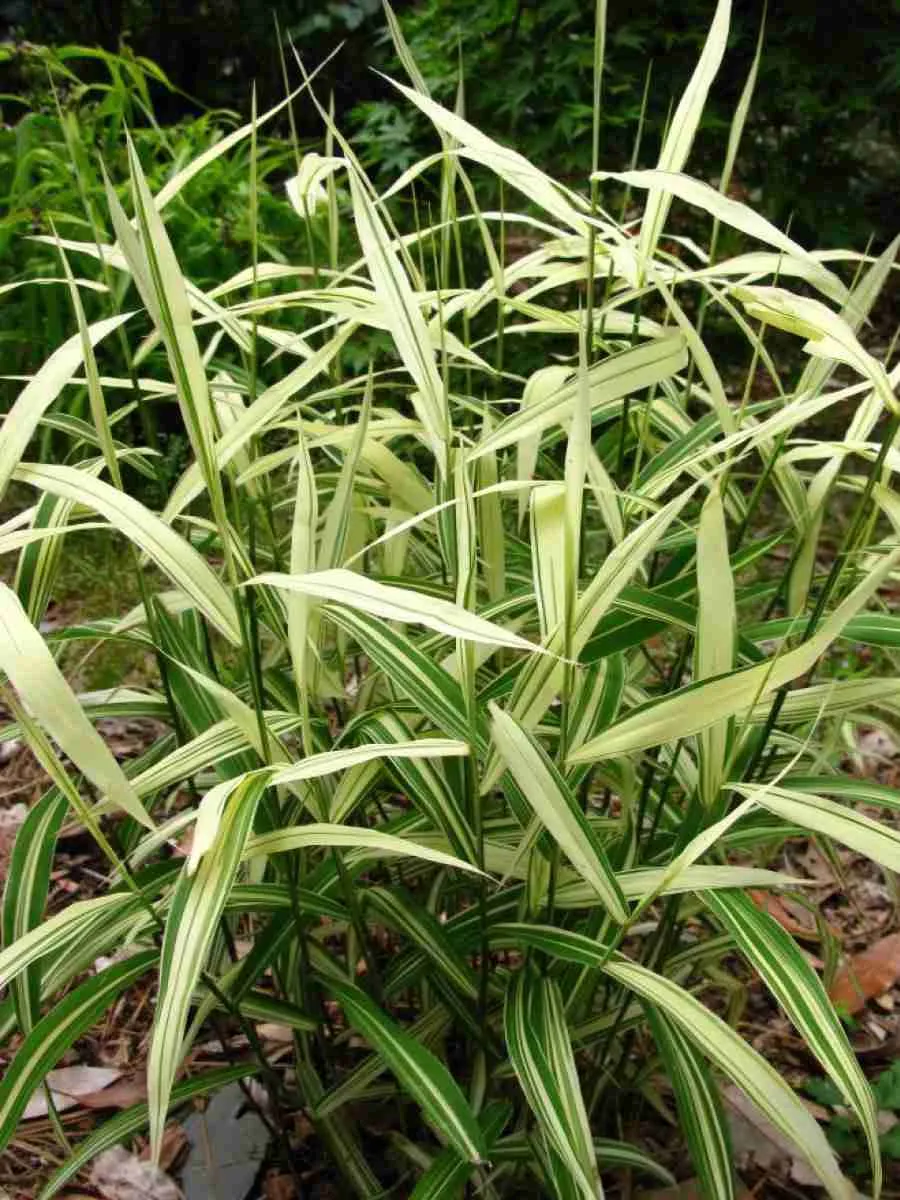 Хасмантиум  River Mist Хасмантиум  River Mist