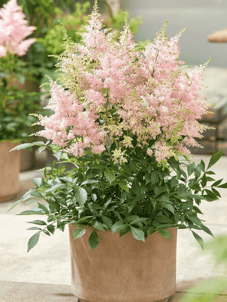 Астильба гибридная Lovely Day