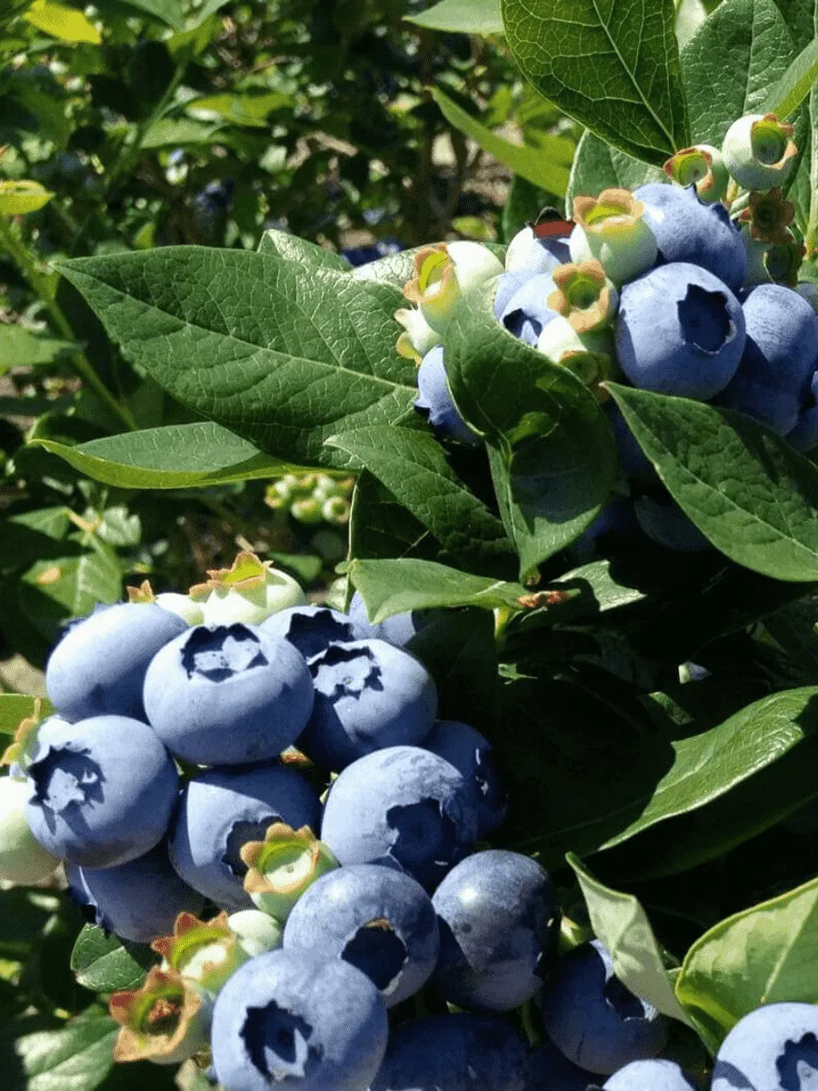 Голубика высокорослая Chandler Голубика высокорослая Chandler