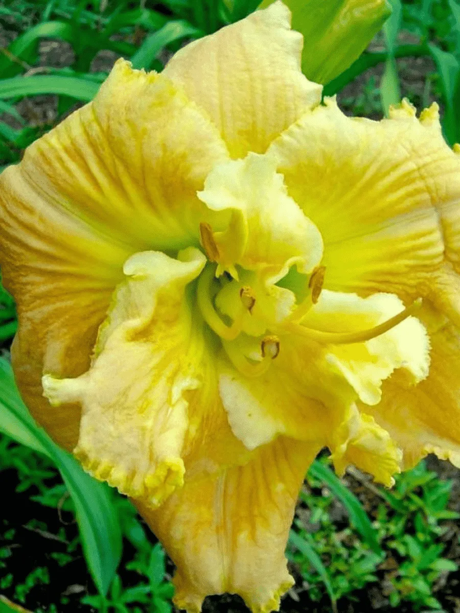 Лилейник Dynamic Duo