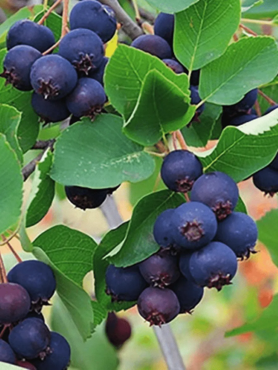 Ирга канадская  Forest Prince Ирга канадская  Forest Prince