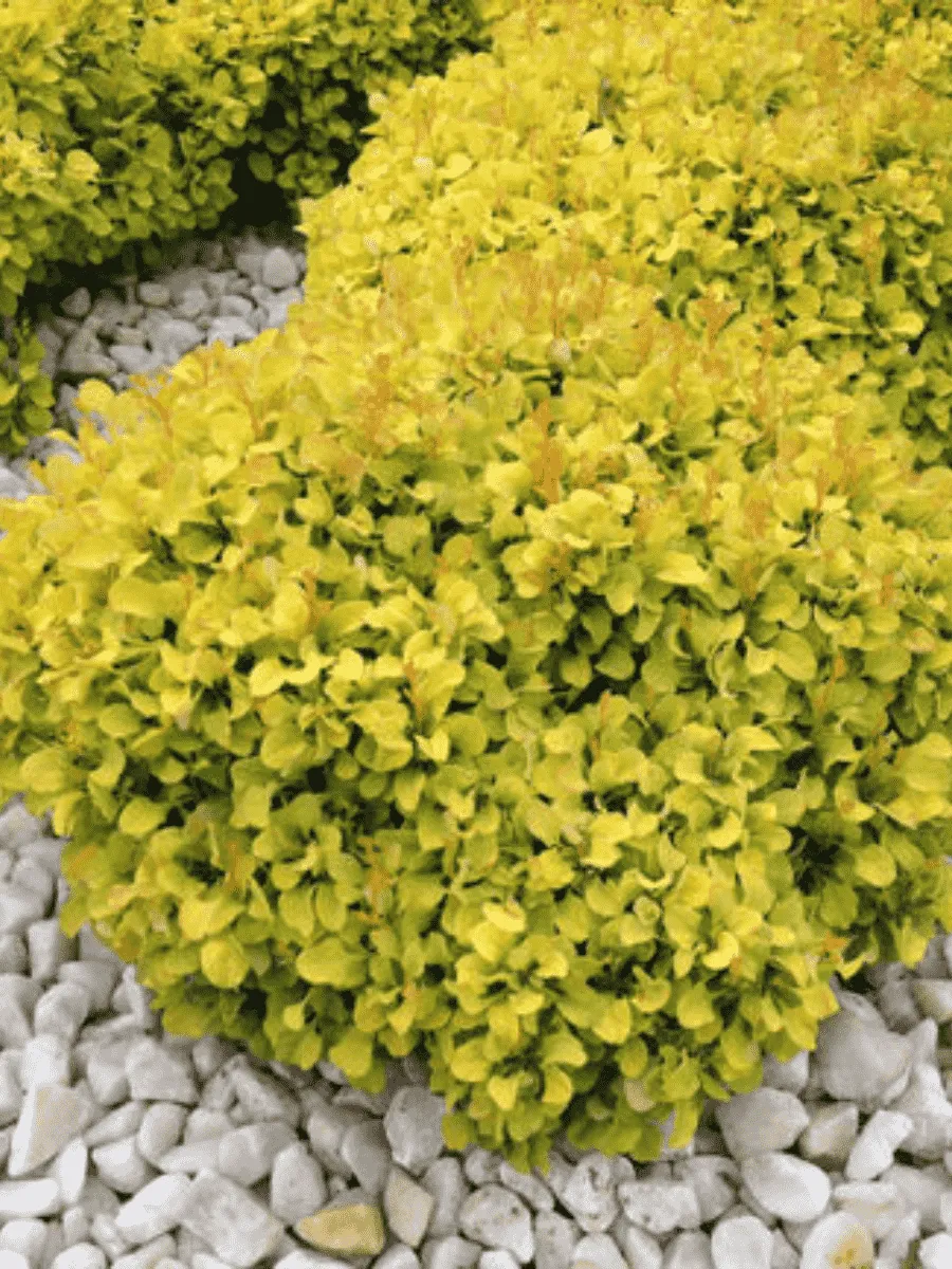 Барбарис Тунберга Bonanza gold Барбарис Тунберга Bonanza gold