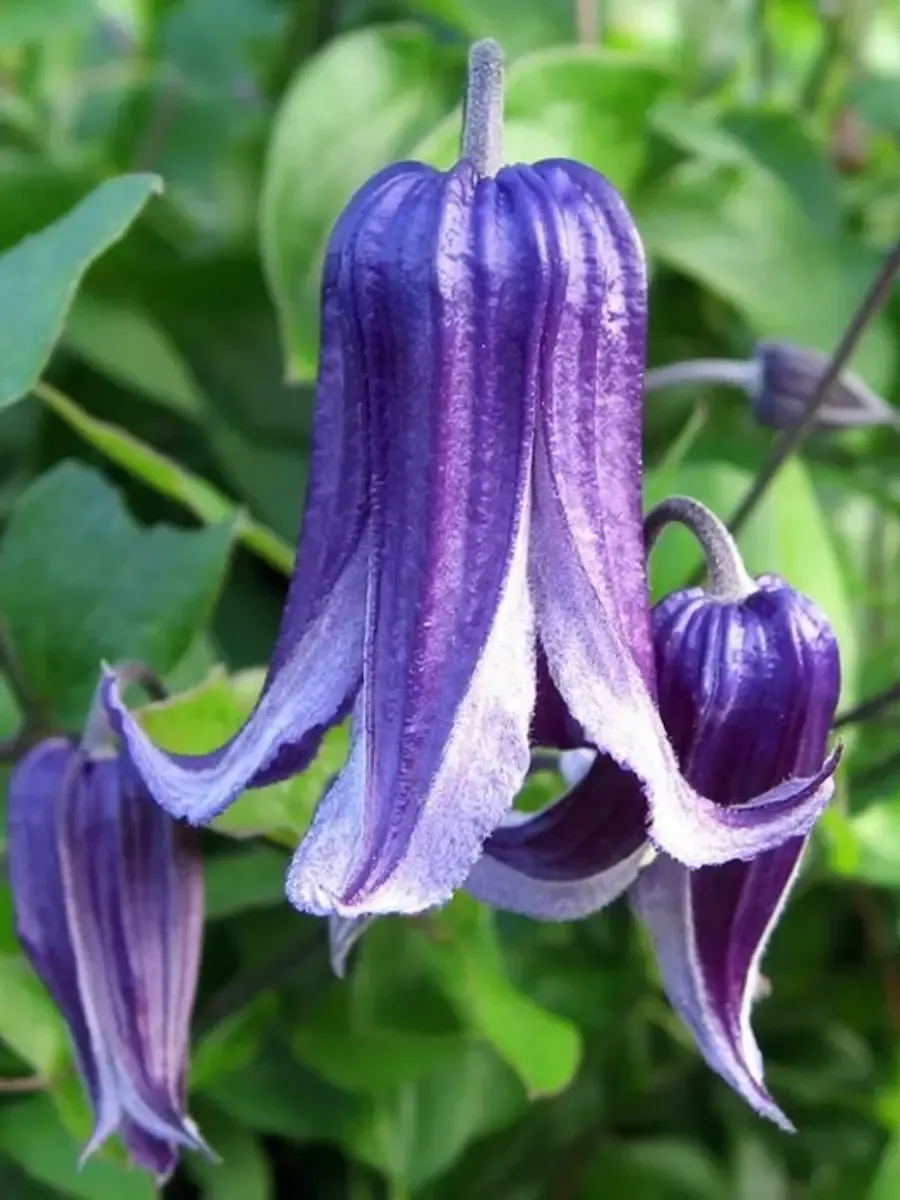 Клематис Fascination